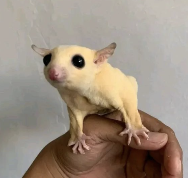 06 Monate alten männlichen, registrierten Kurzkopfgleitbeutler zu verkaufen (Albino Sugar Glider kaufen) - obrazek 5