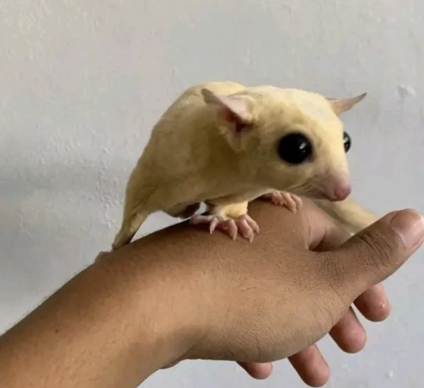 06 Monate alten männlichen, registrierten Kurzkopfgleitbeutler zu verkaufen (Albino Sugar Glider kaufen) - obrazek 4