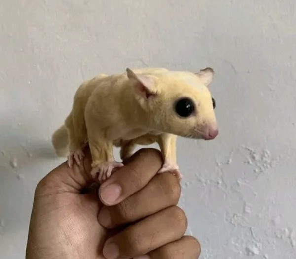 06 Monate alten männlichen, registrierten Kurzkopfgleitbeutler zu verkaufen (Albino Sugar Glider kaufen) - obrazek 3