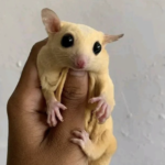 06 Monate alten männlichen, registrierten Kurzkopfgleitbeutler zu verkaufen (Albino Sugar Glider kaufen)