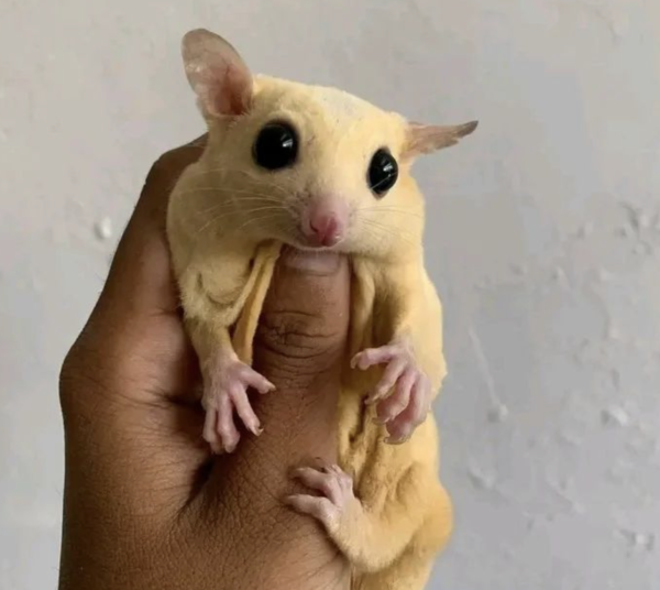06 Monate alten männlichen, registrierten Kurzkopfgleitbeutler zu verkaufen (Albino Sugar Glider kaufen)