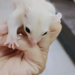 06 Monate alten Weiblich, registrierten Kurzkopfgleitbeutler zu verkaufen (Leuzistisch Sugar Glider kaufen)