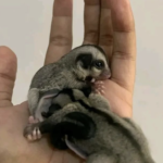 01 jahr alten Weiblich, registrierten , Paar Sugar glider zu verkaufen (Black Beauty Sugar Glider kaufen, Paar ).