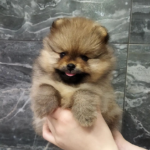 12 Wochen alt – Max, Männliche Zwergspitzwelpe zu verkaufen (Pomeranian welpen kaufen )