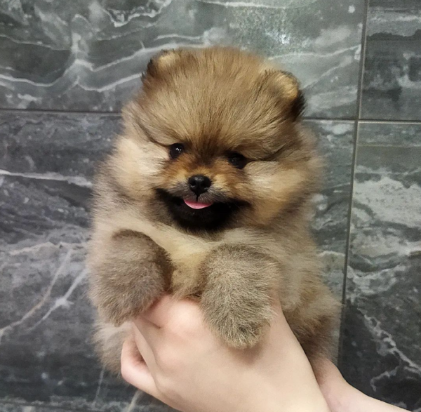 12 Wochen alt – Max, Männliche Zwergspitzwelpe zu verkaufen (Pomeranian welpen kaufen )