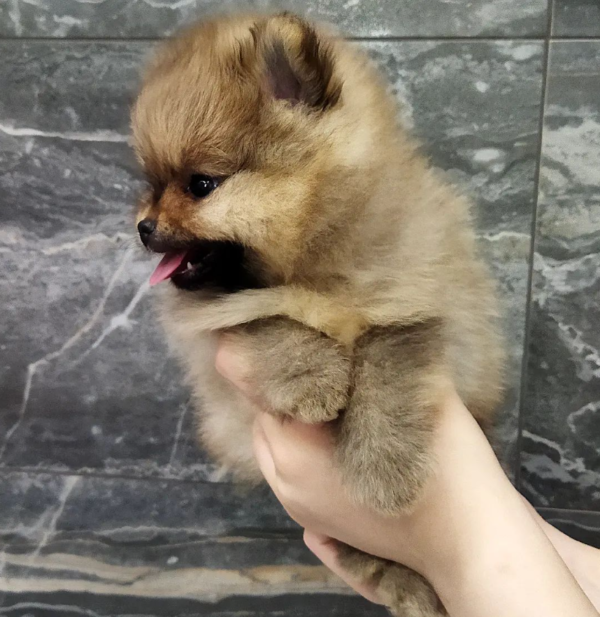 12 Wochen alt – Max, Männliche Zwergspitzwelpe zu verkaufen (Pomeranian welpen kaufen ) – Bild 3