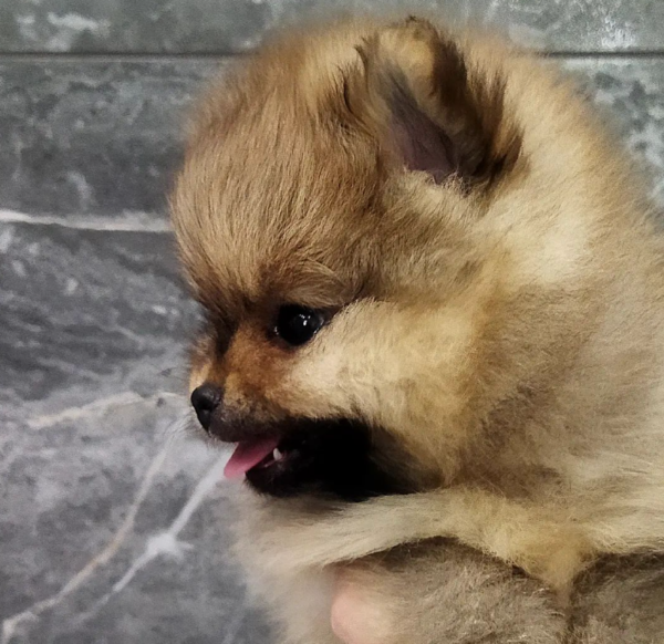 12 Wochen alt – Max, Männliche Zwergspitzwelpe zu verkaufen (Pomeranian welpen kaufen ) – Bild 4