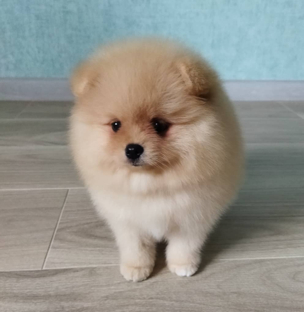 12 Wochen alt – Sheila, Weiblich Pomeranian welpen zu verkaufen ( Zwergspitzwelpe kaufen ) – Bild 4