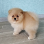 12 Wochen alt – Sheila, Weiblich Pomeranian welpen zu verkaufen ( Zwergspitzwelpe kaufen )