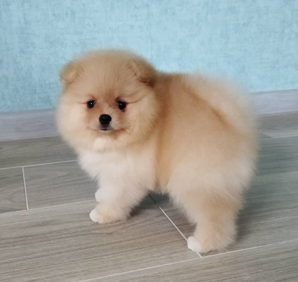 12 Wochen alt – Sheila, Weiblich Pomeranian welpen zu verkaufen ( Zwergspitzwelpe kaufen )