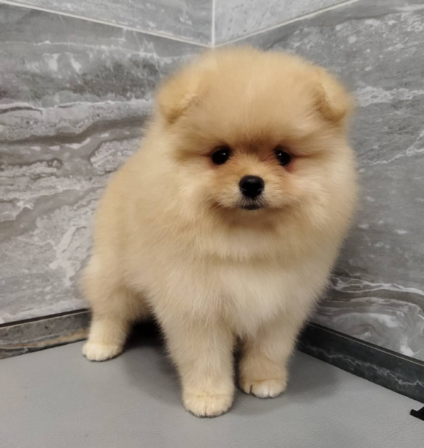 12 Wochen alt – Sheila, Weiblich Pomeranian welpen zu verkaufen ( Zwergspitzwelpe kaufen ) – Bild 2