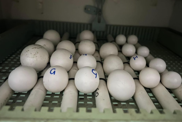 Fruchtbare Caique-Eier zum Verkauf auf vogelkaufen.com: Ihr zuverlässiger Partner seit über fünf Jahrzehnten